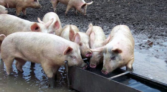 Pigs at the Trough| Florida & Obama Build a Legacy | NY Daily News